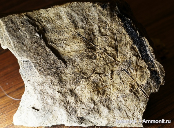 средняя юра, Cladophlebis, ааленский ярус, иркутск