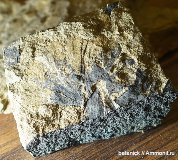 средняя юра, аален, иркутск