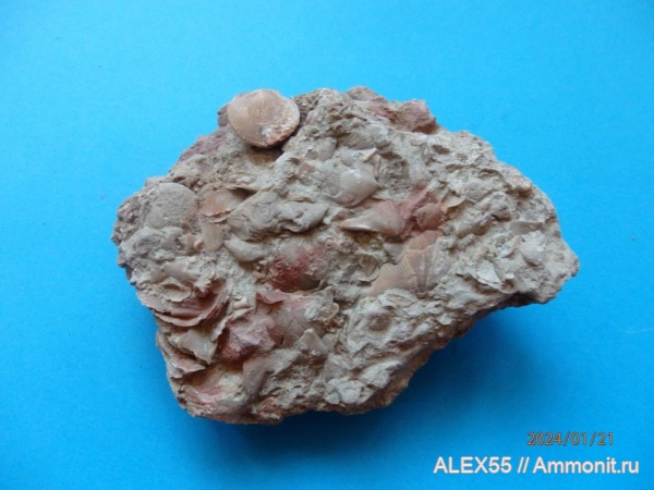 Ильменский глинт - ископаемые девона