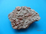 Ильменский глинт - ископаемые девона