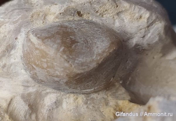 брахиоподы, Липецкая область, Елец, Девонский известняк