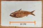 Окаменелая рыбка Knightia sp.