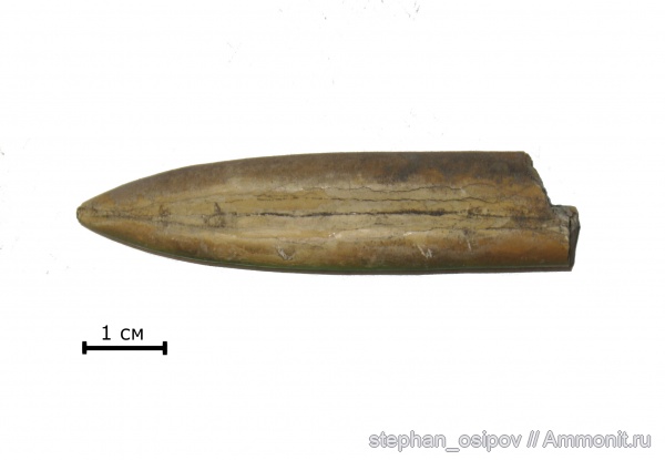 белемниты, юра, Cylindroteuthis, Jurassic, belemnites