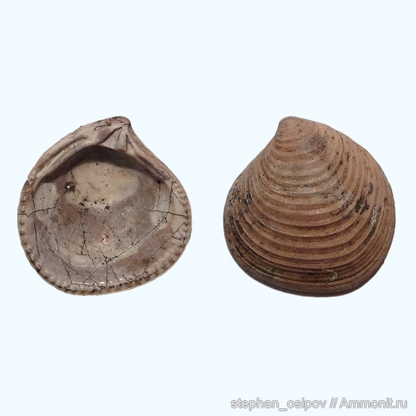 двустворки, Astarte, оксфордский ярус