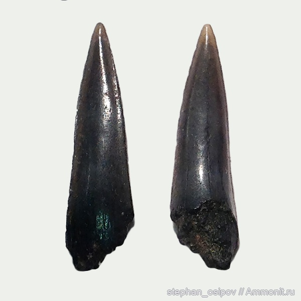 юра, позвоночные, Sphenodus, зубы акул, Jurassic