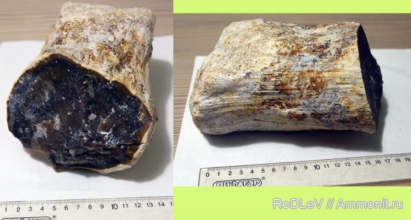 карбон, палеозой