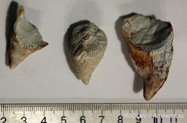 карбон, кораллы, кишечнополостные, беспозвоночные