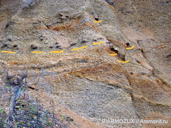 кордаиты, Rufloria, Walchia, Вальхия