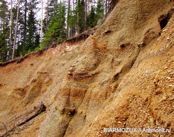 Walchia, Вальхия