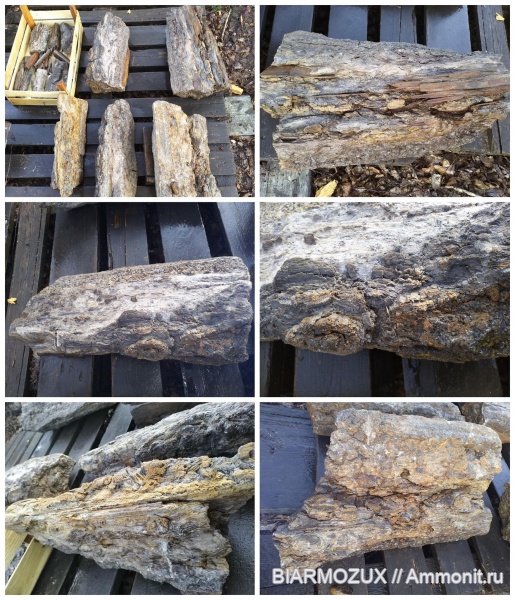 Walchia, Вальхия