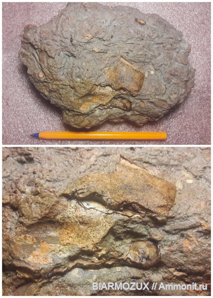 девон, рыбы, Devonian, Placodermi, Bothriolepis