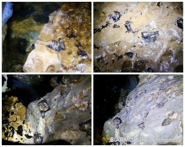 Окаменелости в пещерах или из них.