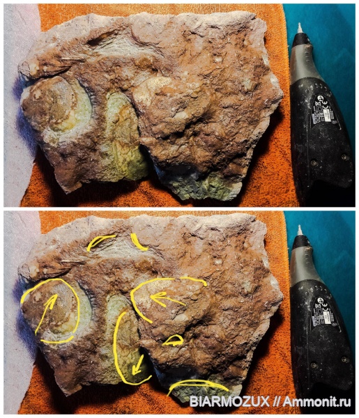 трилобиты, ордовик, пигидий, Ленинградская область