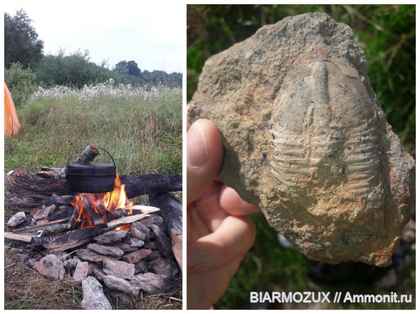 трилобиты, ордовик