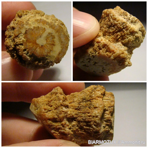 кораллы, Пермский край, пещера