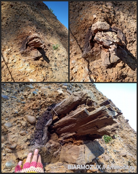 пермь, древесина, голосеменные, Нытва-1