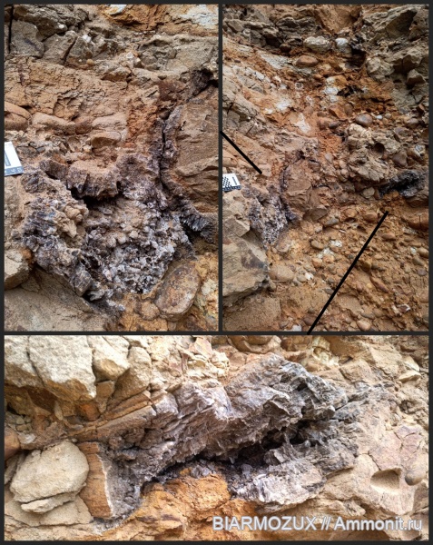 пермь, древесина, голосеменные, Нытва-1