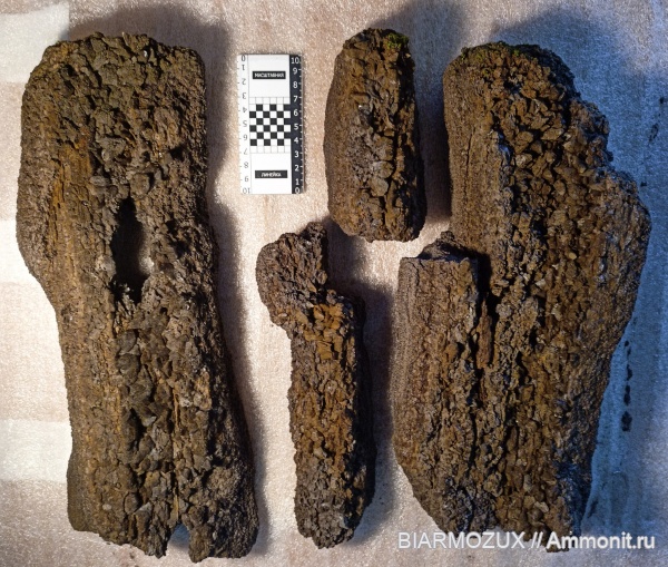 пермь, древесина, голосеменные, Нытва-1