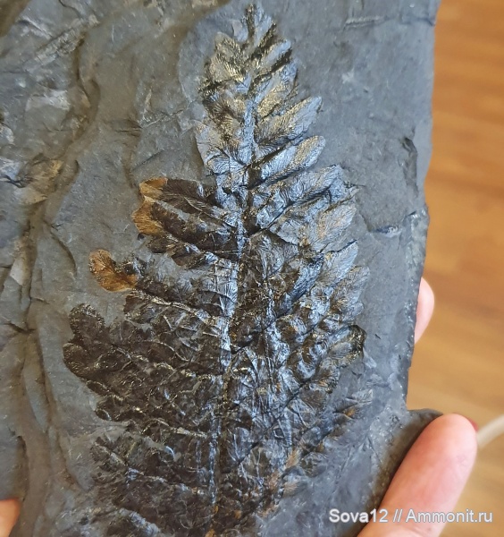 Ростовская область