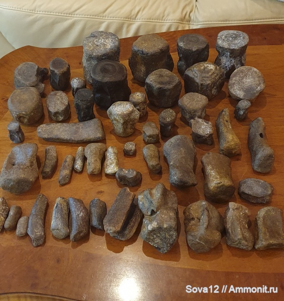 дельфины, Cetotheriidae