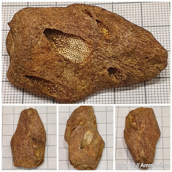 химеры, Chimaeriformes