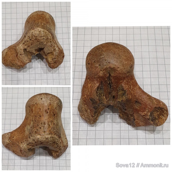 рептилии, мозазавры, позвонки