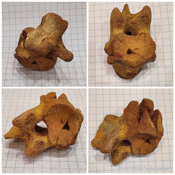 рептилии, позвонки