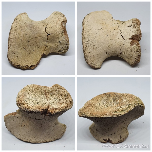 рептилии, мел, мозазавры, маастрихт, Mosasauridae, Maastrichtian, Cretaceous, элемент ласта морской рептилии