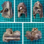 Часть челюсти мозазавра