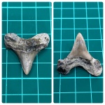 Зуб палеоценовой акулы