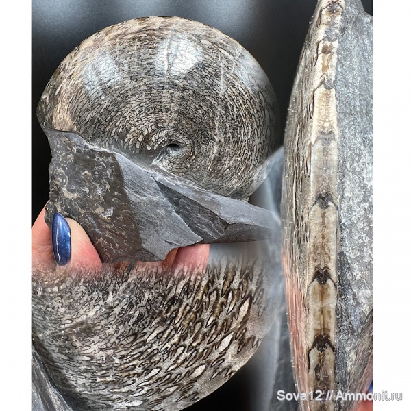 Приморский край, цератиты