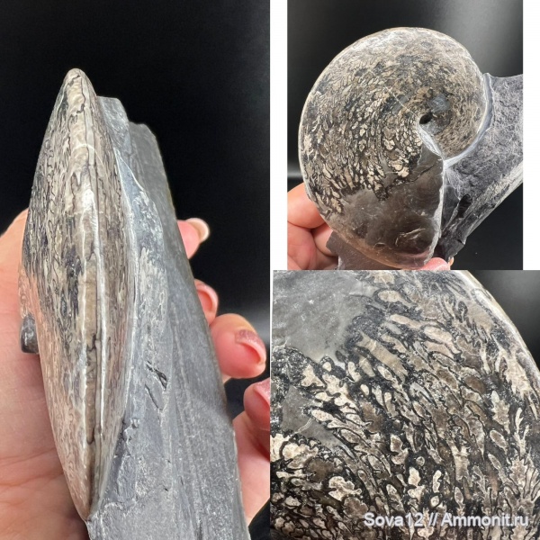 Parussuria semenovi Zakh