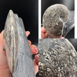 Parussuria semenovi Zakh (?)