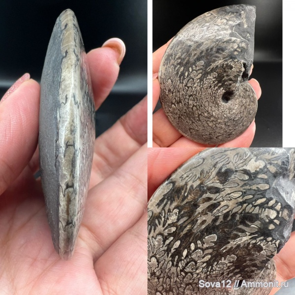 Parussuria, Parussuria semenovi, Parussuria semenovi Zakh