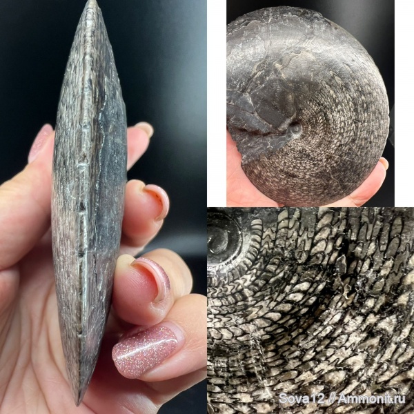 Pseudosageceras, Pseudosageceras longilobatum, Pseudosageceras longilobatum Kipar