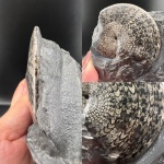 Cordillerites sp. (?)