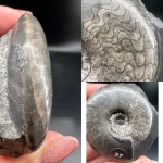 Owenites koeneni (?)