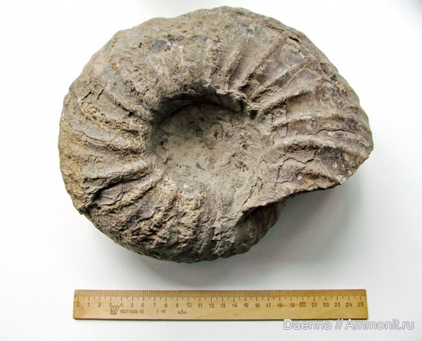 головоногие моллюски, мезозой, верхний мел, Ammonoidea, Eupachydiscus haradai, Сахалин, Upper Cretaceous, Pachydiscidae