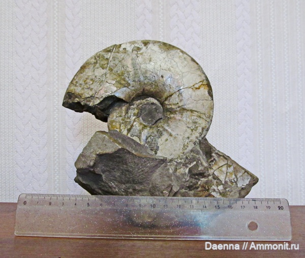 головоногие моллюски, мезозой, маастрихт, верхний мел, Ammonoidea, Сахалин, Pachydiscus, Upper Cretaceous, Pachydiscidae