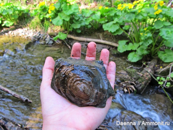Синегорские окаменелости