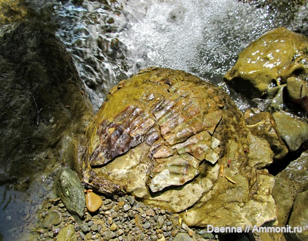 кайнозой, плиоцен, Сахалин, bivalvia, Pectinidae, Pectinoida, Fortipecten