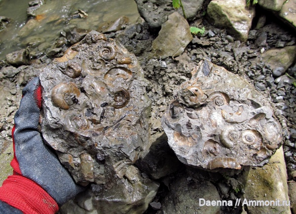 головоногие моллюски, мезозой, верхний мел, Ammonoidea, Сахалин, Upper Cretaceous