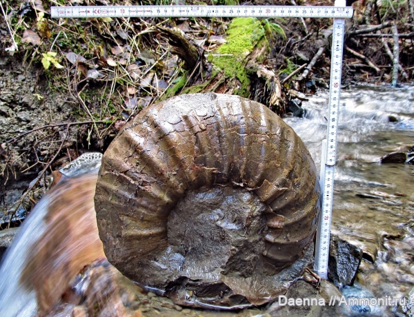 головоногие моллюски, верхний мел, Ammonoidea, Eupachydiscus haradai, Eupachydiscus, Сахалин, Upper Cretaceous, Pachydiscidae