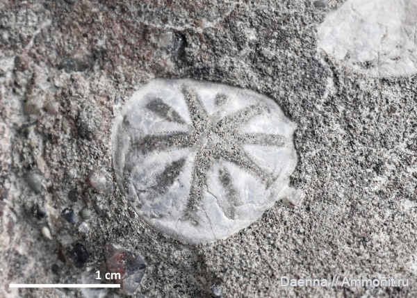 Echinoidea, Сахалин, Linthia, spatangoida, Paleogene, Neogene, Schizasteridae