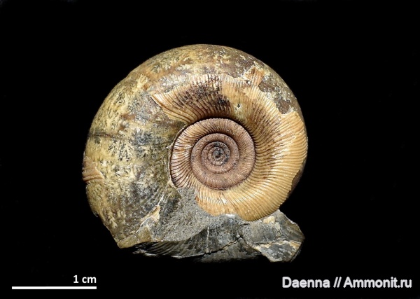 верхний мел, Ammonoidea, Gaudryceratidae, Gaudryceras, Lytoceratina, Сахалин, Upper Cretaceous, Gaudryceras tenuiliratum
