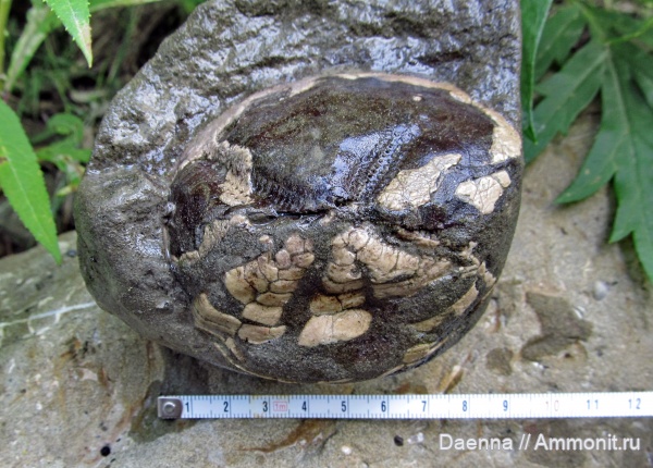 Echinoidea, Сахалин, Paleogene, Neogene