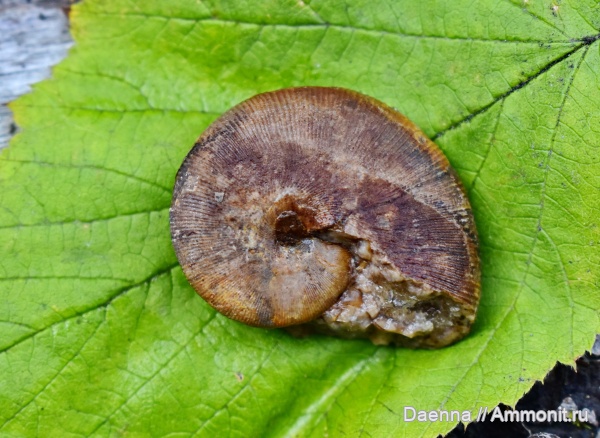 Ammonoidea, Phylloceratidae, Сахалин, Phylloceratina, Upper Cretaceous, Neophylloceras, Neophylloceras ramosum