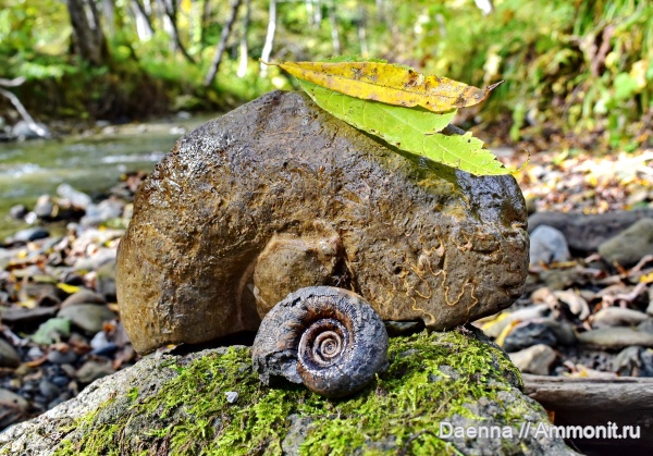 Ammonoidea, Eupachydiscus haradai, Сахалин, Upper Cretaceous, Gaudryceras tenuiliratum ornata