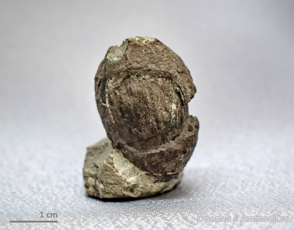 верхний мел, семена, Ginkgoopsida, Сахалин, палеофлора, Gymnospermae, Ginkgoales, Ginkgophyta, Upper Cretaceous