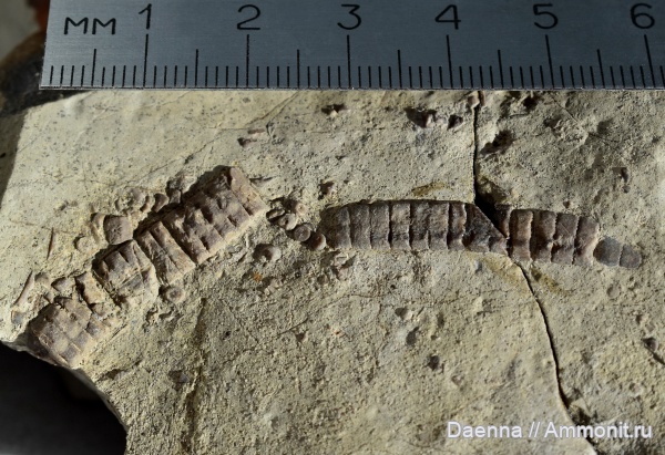 морские лилии, верхний мел, Crinoidea, Сахалин, Upper Cretaceous